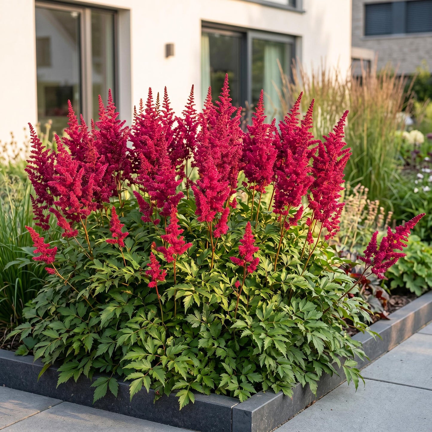 Vasteplant - Astilbe (A) Fanal - Pluimspirea - Schaduw - Rood - 6 Planten - Pot 11cm - Hoogte 15-25cm