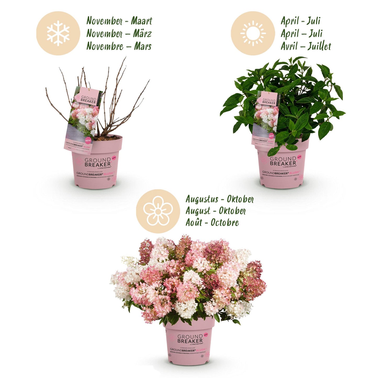 Green boutiQ - Garden Plant - Hydrangea panniculata Groundbreaker Blush - Peegee Hydrangea - Hardy - Pink - 8 Plants - Pot 14cm - Height 20-25cm
