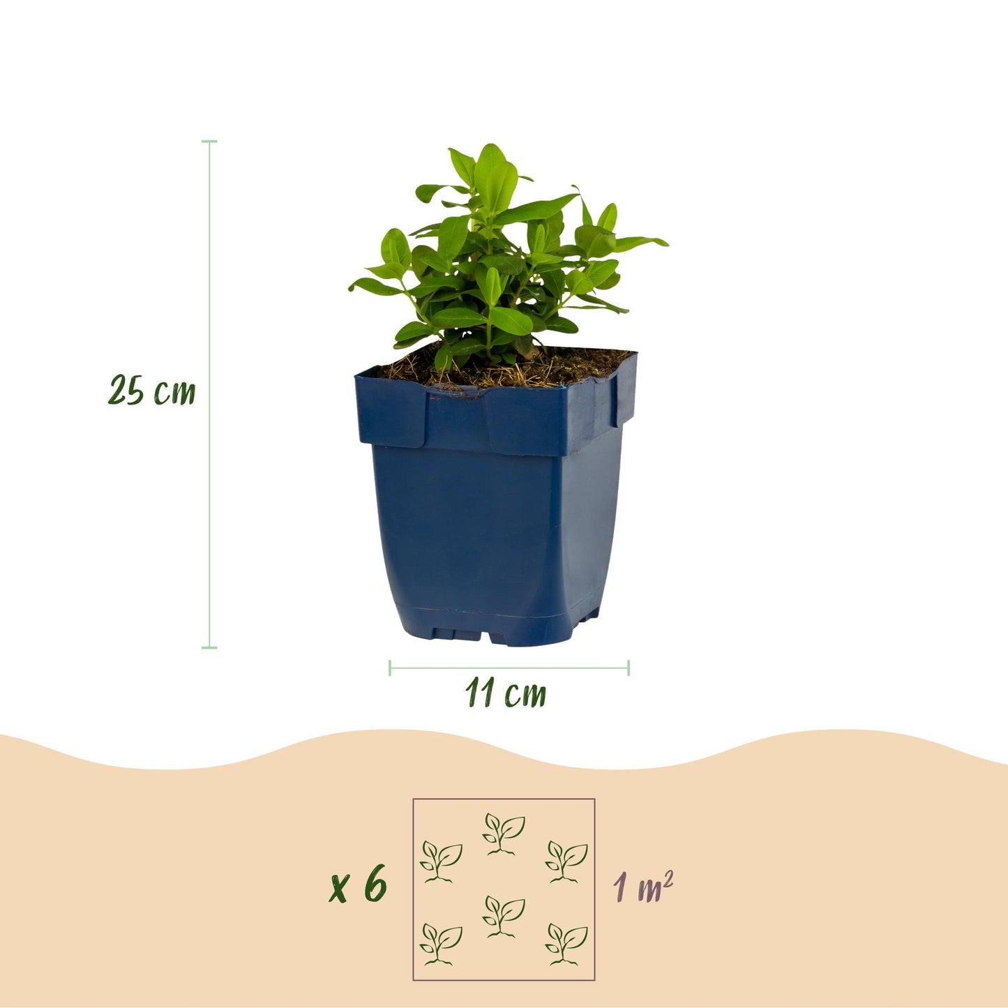 Vasteplant - Hypericum calycinum - Sint-Janskruid - Bijen- en vlinderlokkers - Geel - 12 Planten - Pot 11cm - Hoogte 15-25cm