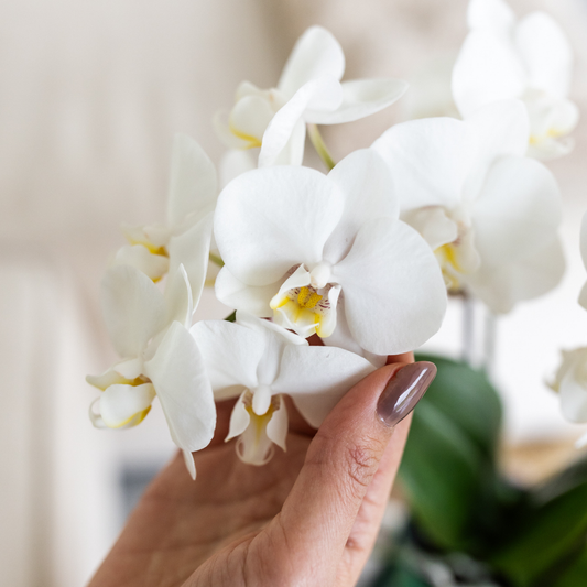 Orchidee colibrì | orchidea bianca Amabilis + Malaga vaso decorativo verde - dimensioni vaso Ø9cm | pianta d'appartamento in fiore - fresca dal coltivatore