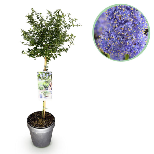 Green boutiQ - Plant op Stam - Ceanothus thyrsiflorus Repens - Terras Plant - Bladhoudend - Winterhard - Paarse Bloem - Pot 19cm Hoogte 90cm