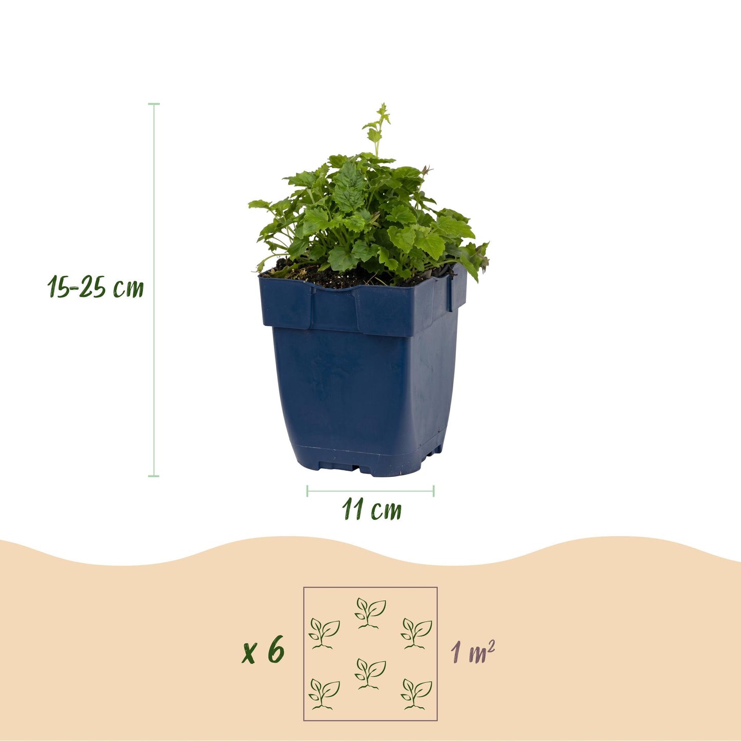 Vasteplant - Campanula posch. Lisduggan Variety - Perzikbladklokje - Bodembedekkend - Wit - 1 Plant - Pot 11cm - Hoogte 15-25cm