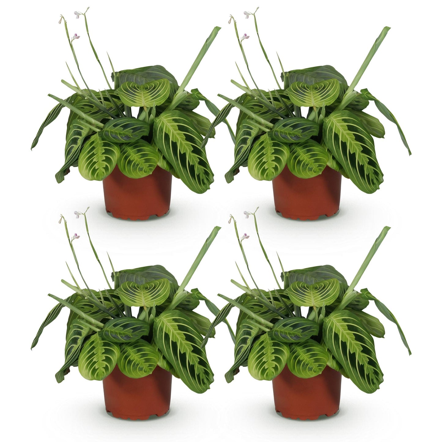 Green boutiQ - Houseplant - Maranta Fascinator Lemon Lime - Prayer Plant - Pet-Friendly - Green - 4 Plants - 12cm Pot - Height 30-35cm