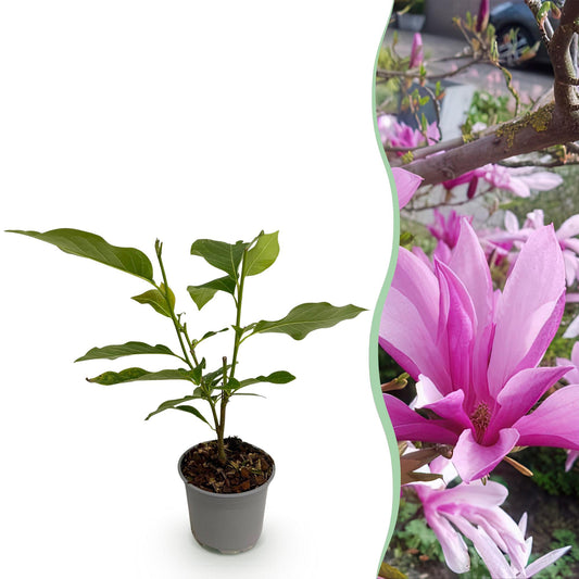 Garden Plant - Magnolia Susan - Purple Flower - 1 Plant - Deciduous - Low Maintenance - Pot 12cm Height 30cm