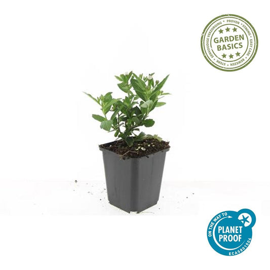 48x Aster ageratoides 'Stardust' - ↕10-25cm - Ø9cm