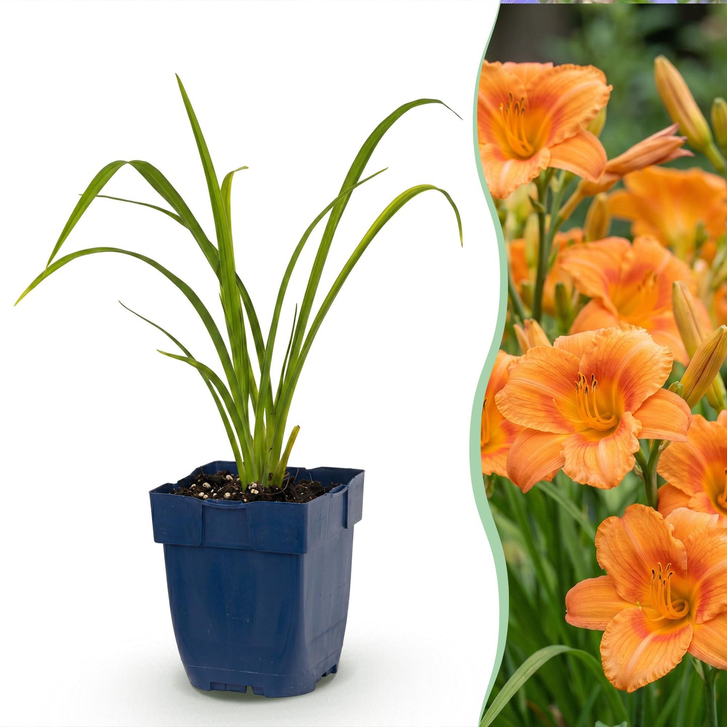 Green boutiQ - Plante vivace - Hemerocallis Mauna Loa - Hémérocalle - Attire les abeilles et les papillons - Orange - 6 Plantes - Pot 11cm - Hauteur 15-25cm
