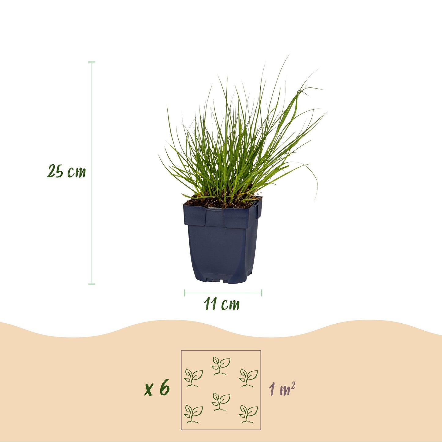 Grassen - Panicum virg. Northwind - Prairiegraan - Met Pluim - Groen - 1 Plant - Pot 11cm - Hoogte 15-25cm
