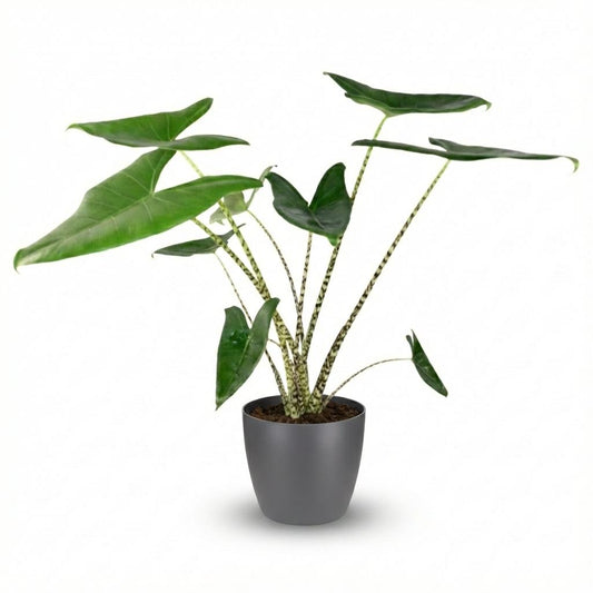 Green boutiQ - Indoor Plant - Elephant Ear - Alocasia Zebrina - Green - Low Maintenance - 1 Plant - with Potter Gray - Pot 21 cm - Height 70 - 75 cm