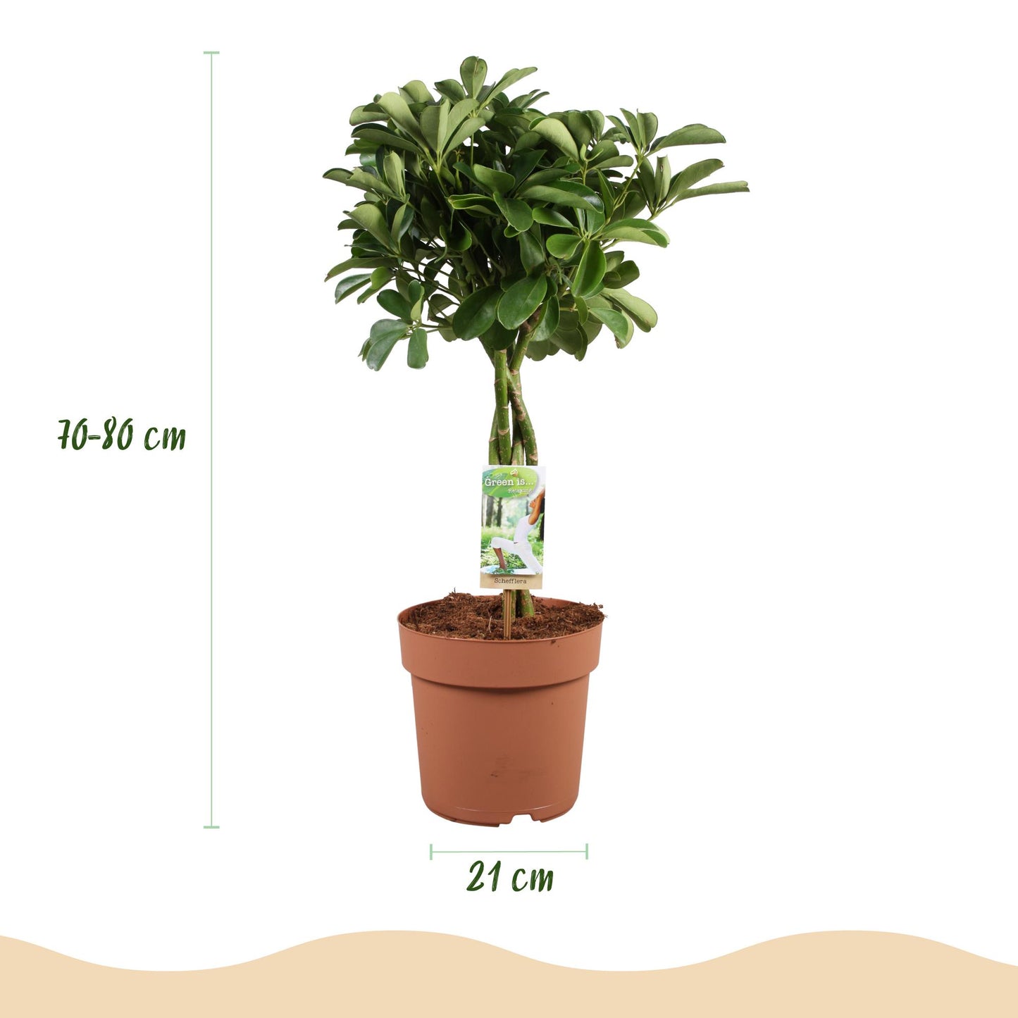 Green is... Indoor plants - Schefflera Nora - Umbrella Tree - Low maintenance - Green - 1 Plant - Pot 21cm - Height 70-82cm