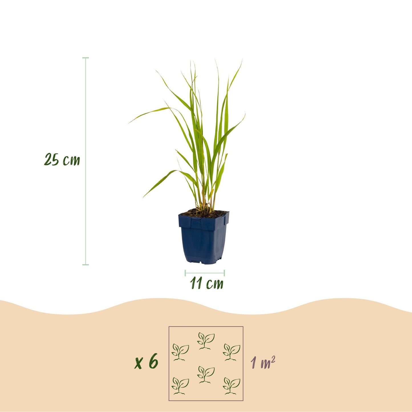 Grassen - Molinia caer. Heidebraut - Pijpestrootje - Met Pluim - Groen - 1 Plant - Pot 11cm - Hoogte 15-25cm
