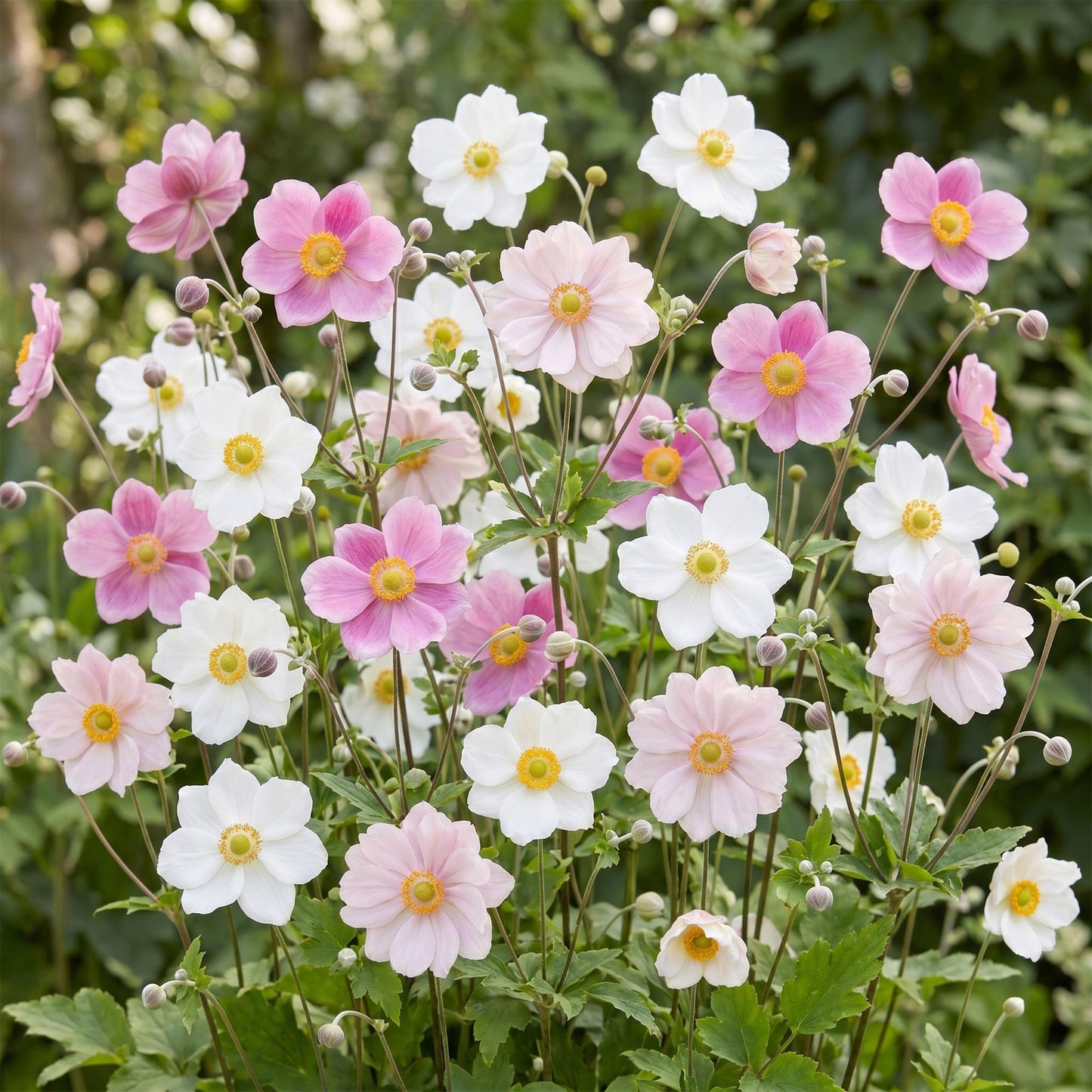 Vasteplant - Anemone Tricolour - Herfst Anemone - Schaduw - Donker Roze - Roze - Wit - 6 Planten - Pot 11cm - Hoogte 15-25cm