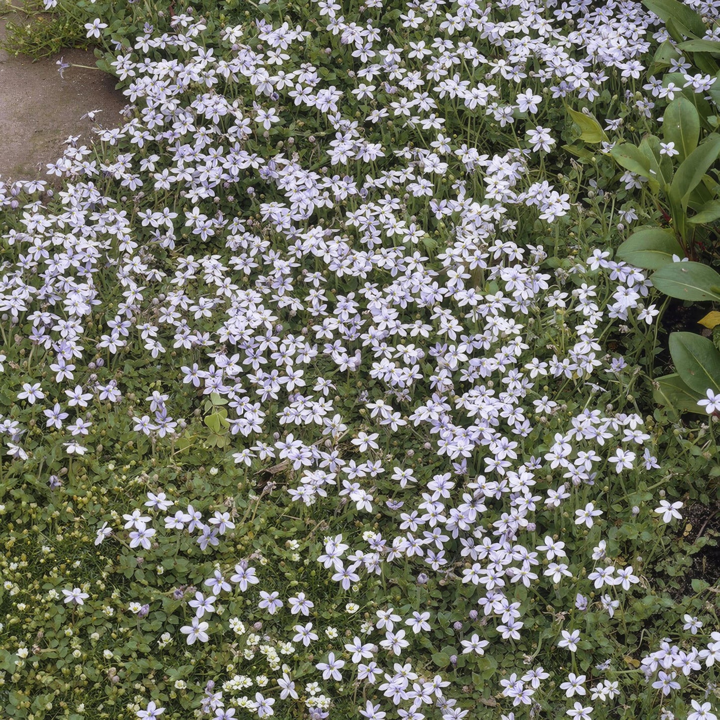 6x Isotoma fluviatilis - ↕10-25cm - Ø9cm