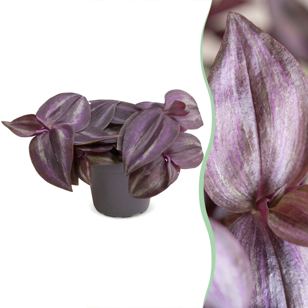 Tradescantia Purple Joy - Tradescantia Purple Joy - Viola - Rosa - Tropicale - Ø6cm - ↕5cm