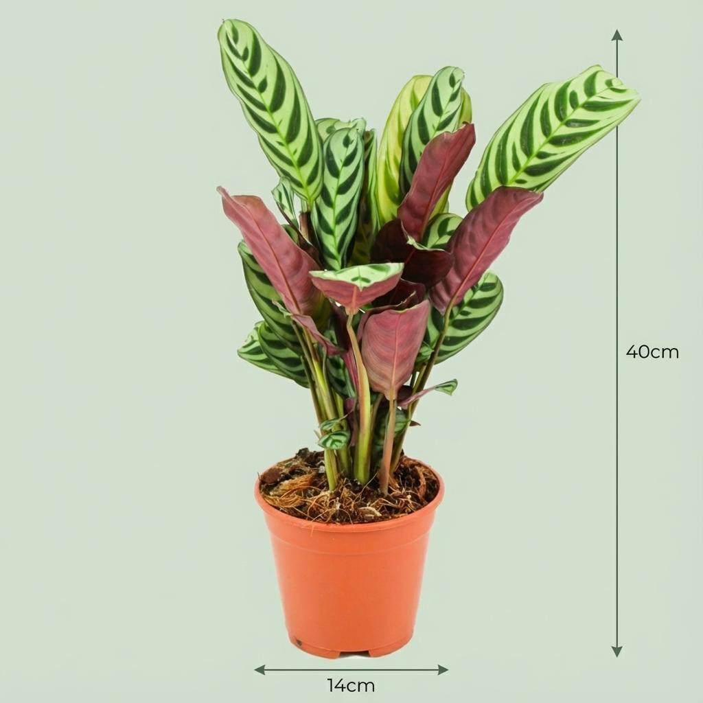 Ctenanthe Burle-Marxii - Ø 14 cm - Altezza: 35 - 40 cm