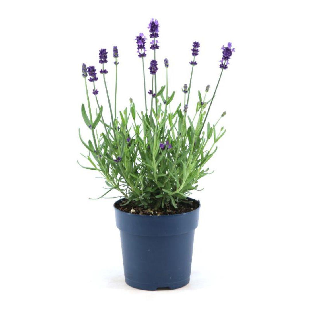 Lavandula angustifolia Felice® - 12 cm pot - Set of 6 Real Lavender plants