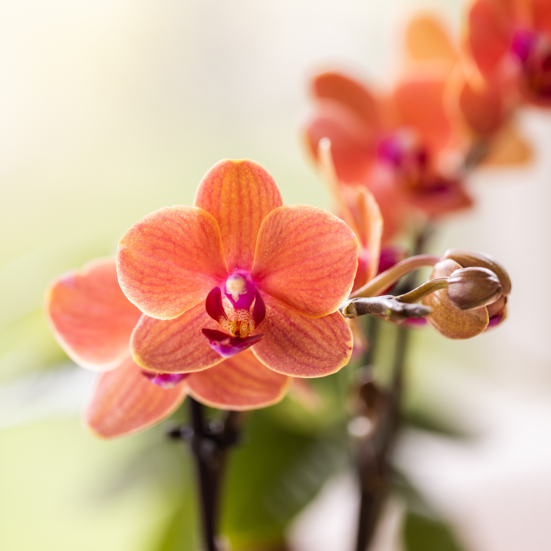 Kolibri Orchids | Orchideeënset Diabolo Twin White | twee oranje Bolzano orchideeën Ø9cm