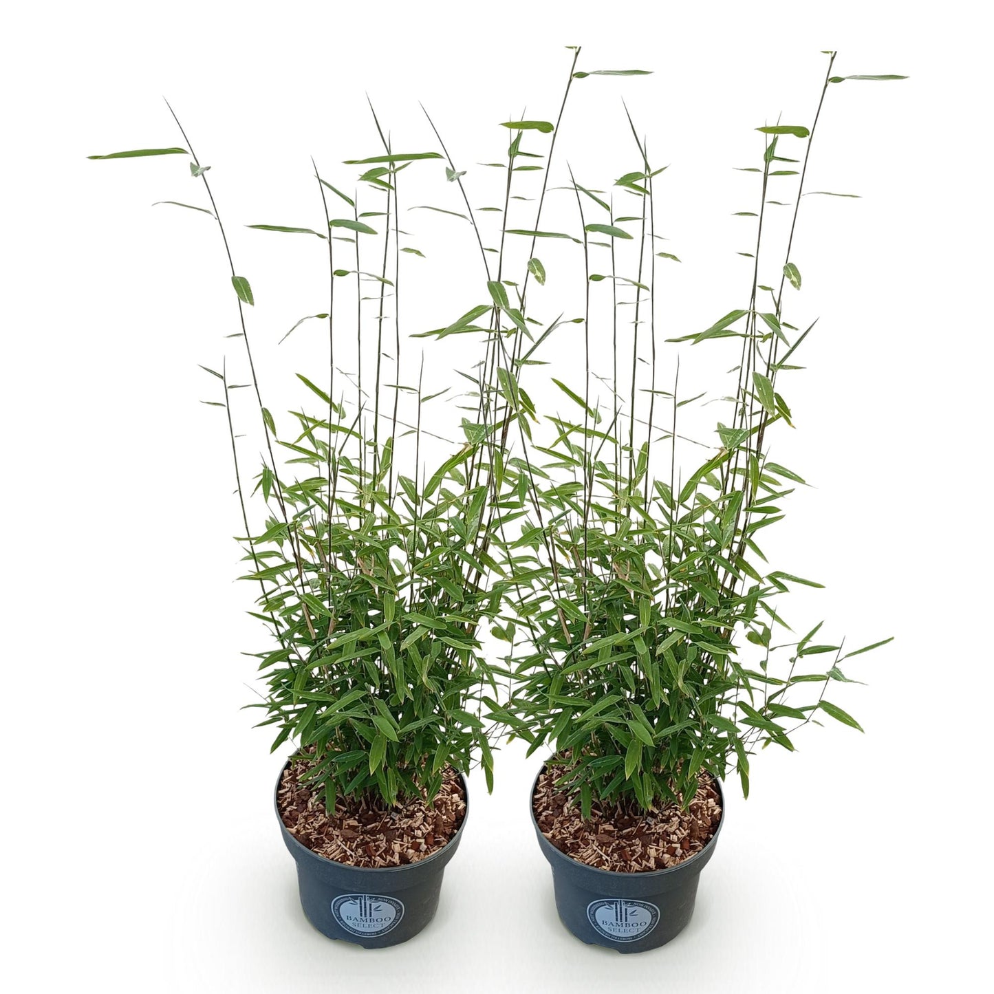 Grasses - Fargesia nitida Black Dragon - Non-Spreading Bamboo - Evergreen - Green - 2 Plants - Pot 23 cm - Height 80 cm
