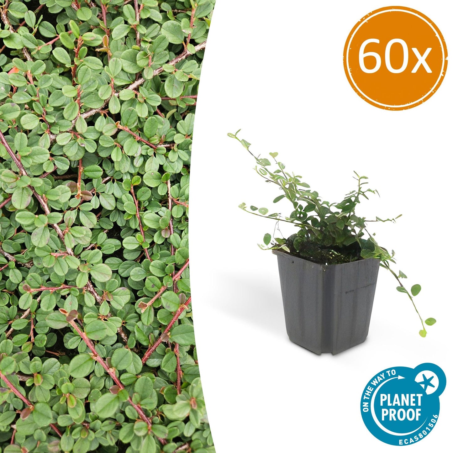 Confezione da 60x Cotoneaster 'Regina dei tappeti' - ↕10-25cm - Ø9cm