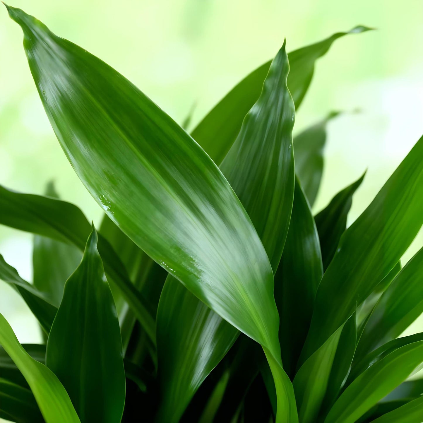 Green BoutiQ - Green is... Houseplants - Dracaena fragrans Steudneri - Dragon Blood Tree - Low maintenance - Green - 2 Plants - Pot 17cm - Height 50-55cm