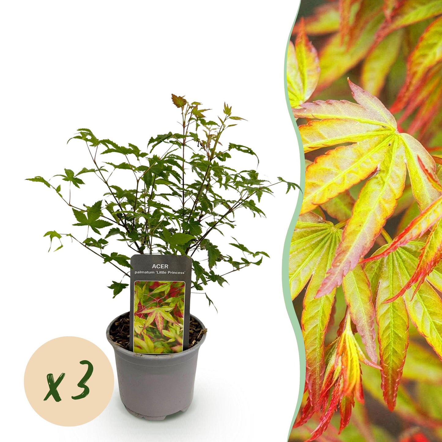 Green boutiQ - Garden Plant - Acer palmatum Little Princess - Green - 3 Plants - Deciduous - Low Maintenance - Pot 12cm Height 35cm