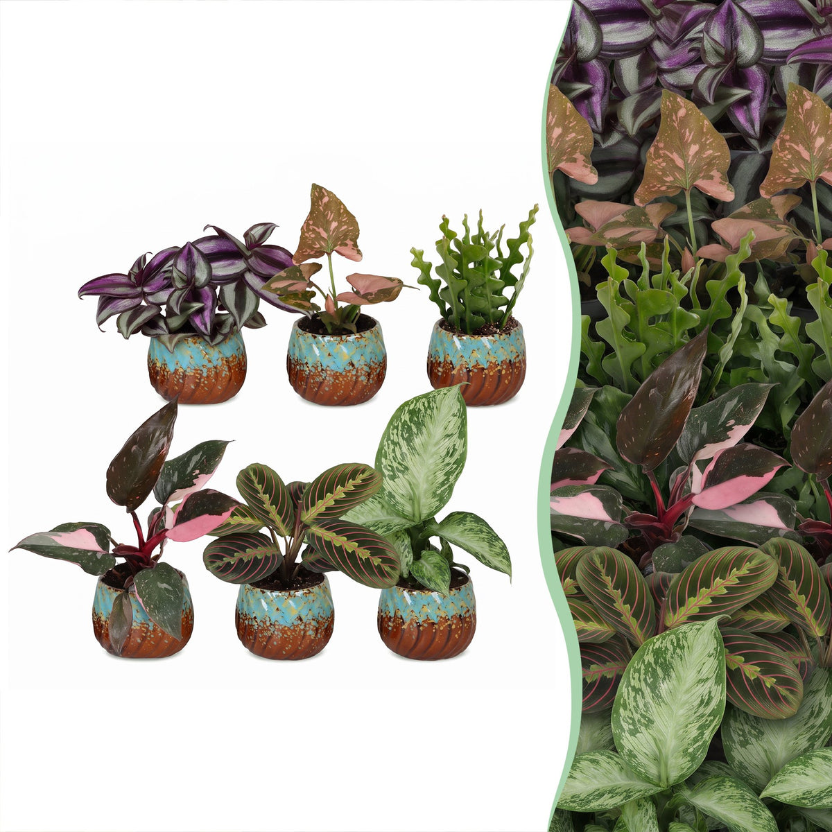 6x Baby Plants Surprise Box - Verrassingsbox kleine planten - Diversen - Tropisch - incl. Copper Reef - Ø6cm - ↕5-15cm