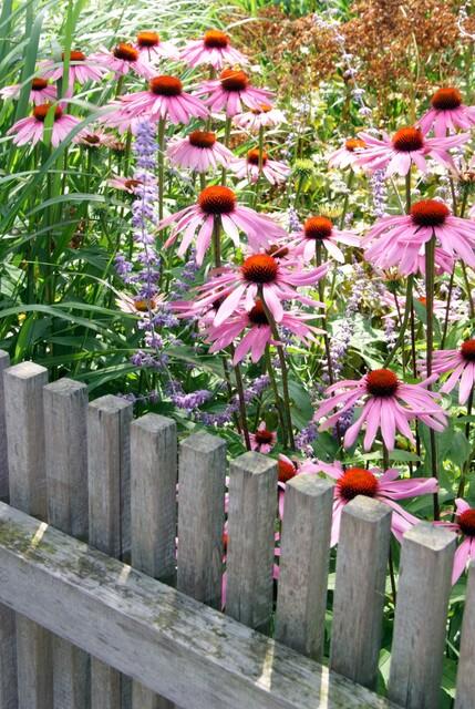 60x Echinacea p. 'Magnus' - ↕10-25cm - Ø9cm