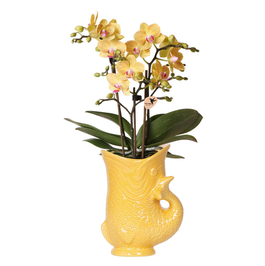Orchidee colibrì | Orchidea gialla Lima + vaso decorativo a forma di pesce - dimensioni del vaso Ø9cm | pianta da appartamento fiorita - fresca dal coltivatore