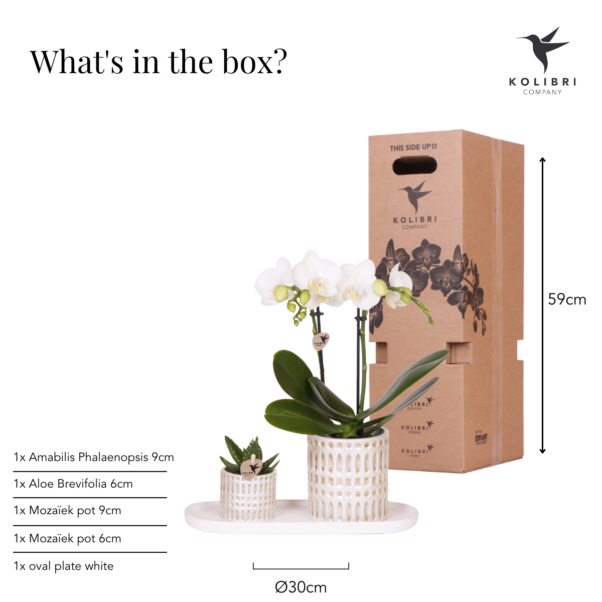 Hummingbird Company | Set di piante Le Chic piccolo | Orchidea Phalaenopsis Amabilis bianca e succulenta incl. vasi decorativi in ​​ceramica su vassoio organico color crema