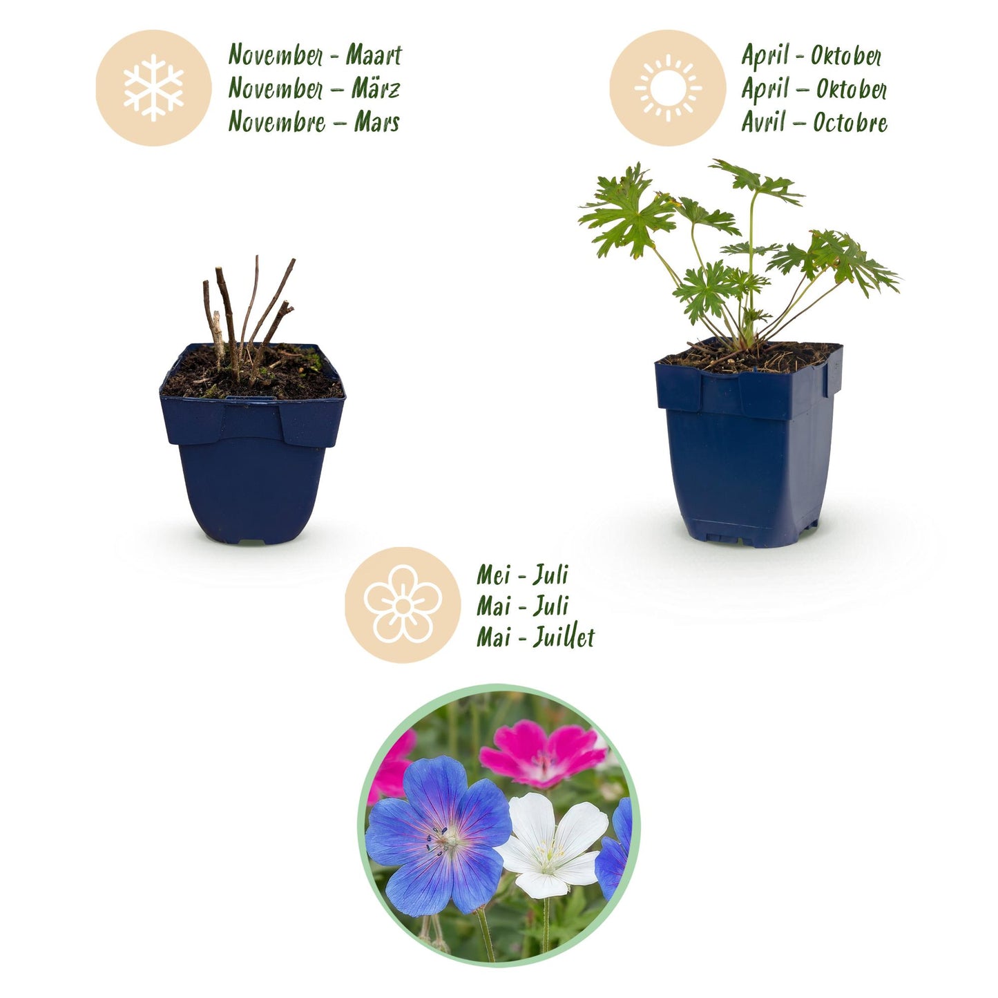 Vasteplant - Geranium Tricolour - Ooievaarsbek - Bodembedekkend - Paars - Roze - Wit - 6 Planten - Pot 11cm - Hoogte 15-25cm