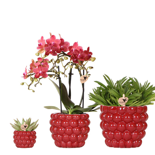 Kolibri Company | Plantenset Rode Phalaenopsis Orchidee Congo en Succulenten incl. keramieken Berry sierpotten