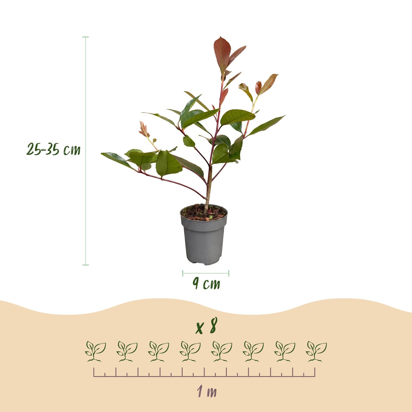 Green boutiQ - 16x Photinia fraseri Red Robin - Glossy Mispel - Hedge Plants - Evergreen - Red - Pot 9cm - Height 25-35cm