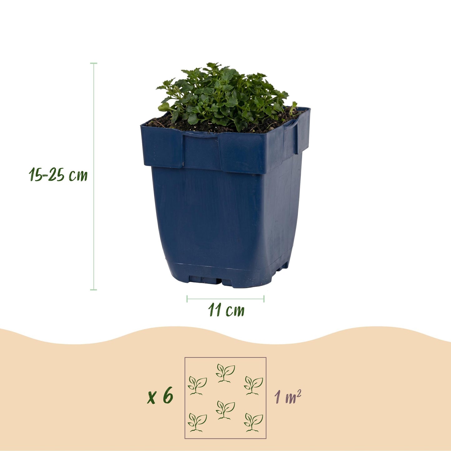 Vasteplant - Campanula portenschlagiana - Perzikbladklokje - Bodembedekkend - Roze - 1 Plant - Pot 11cm - Hoogte 15-25cm