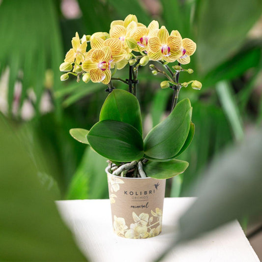 Orchidee colibrì | Orchidea gialla Lima + Malaga vaso decorativo arancione chiaro - dimensioni vaso Ø9cm | pianta da appartamento fiorita - fresca dal coltivatore