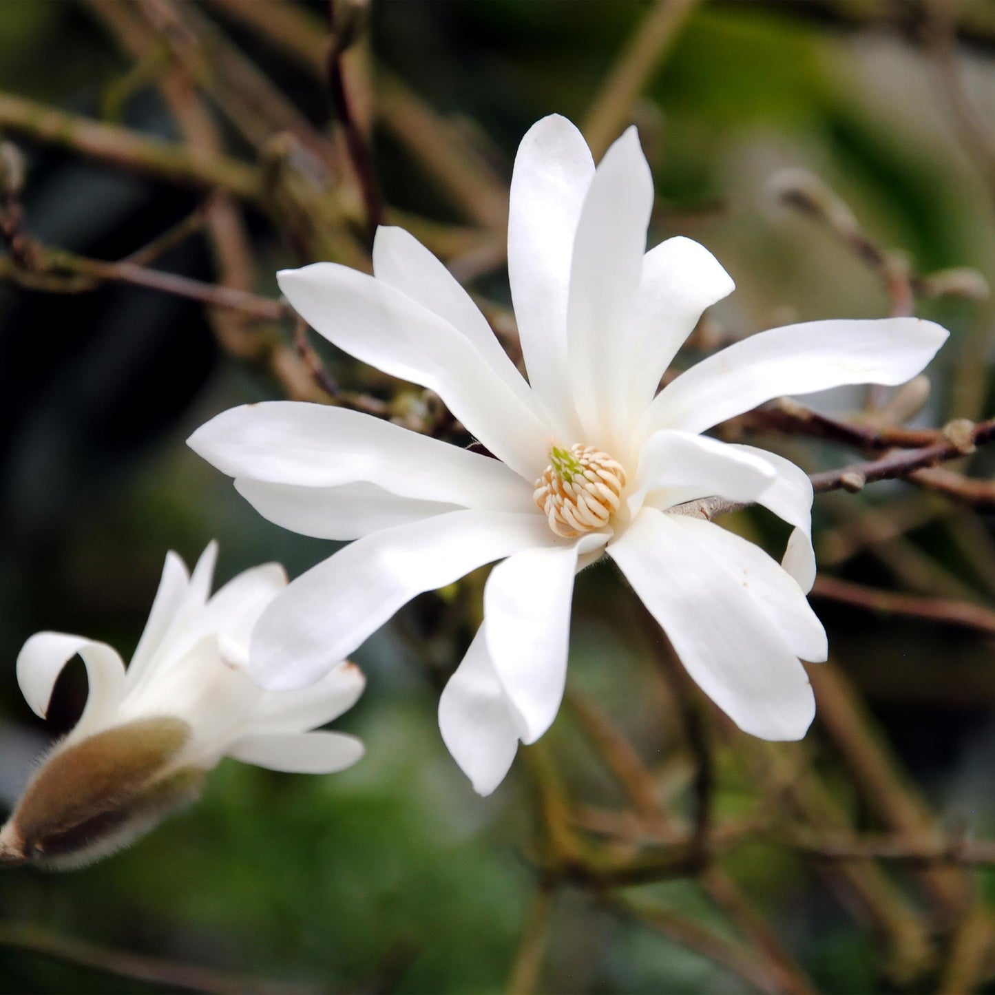 Garden Plant - Star Magnolia - White Flower - 3 Plants - Deciduous - Low Maintenance - Pot 12cm Height 30cm