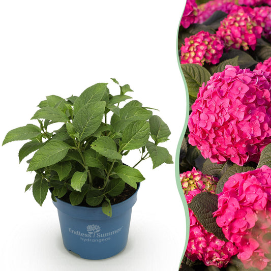 Pianta da Giardino - Hydrangea Endless Summer Summer Love Red - Ortensia - Resistente al Freddo - Rossa - 1 Pianta - Vaso 14cm - Altezza 20-25cm