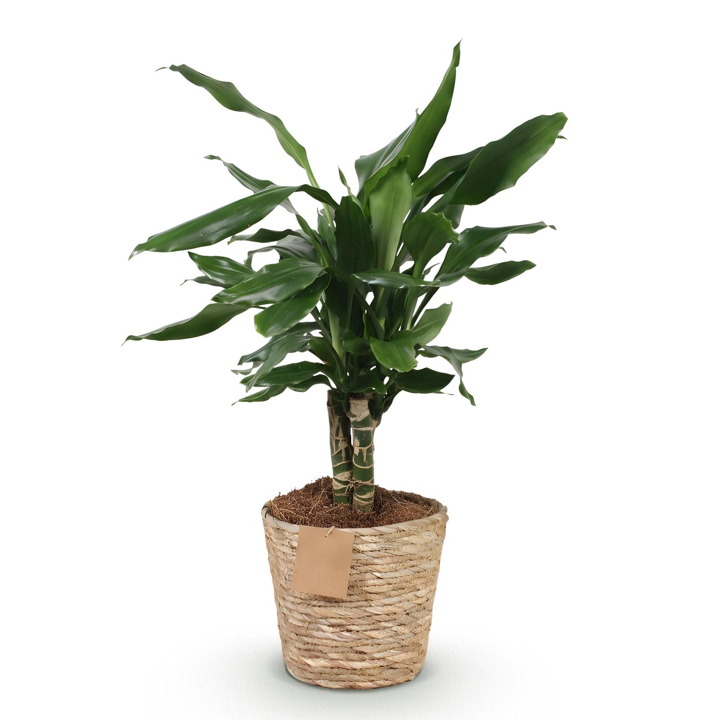 Green BoutiQ - Green is... Houseplants - Dracaena fragrans Steudneri - Dragon Blood Tree - Low maintenance - with basket - Green - 1 Plant - Pot 17cm - Height 50-55cm