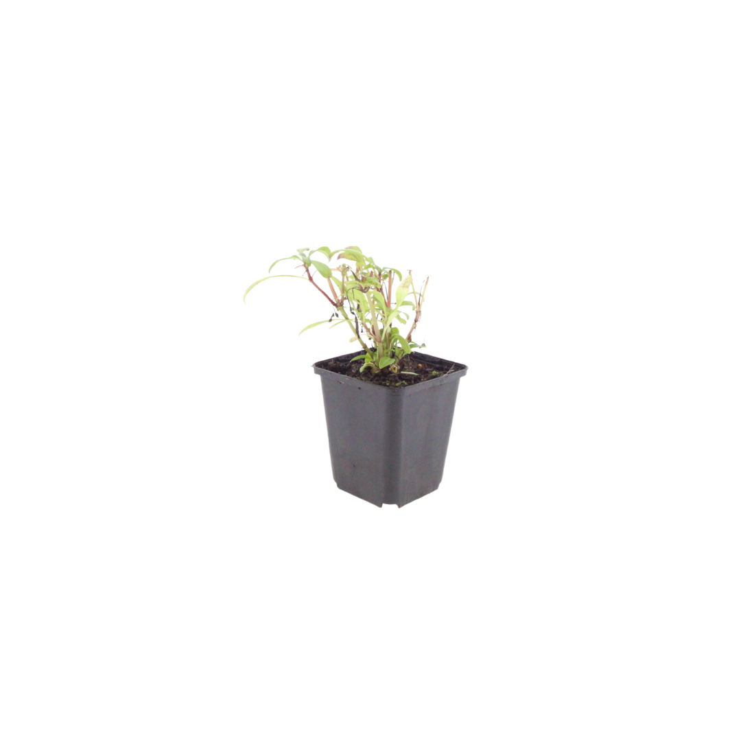 48x Red Valerian 'Coccineus' - ↕10-25cm - Ø9cm