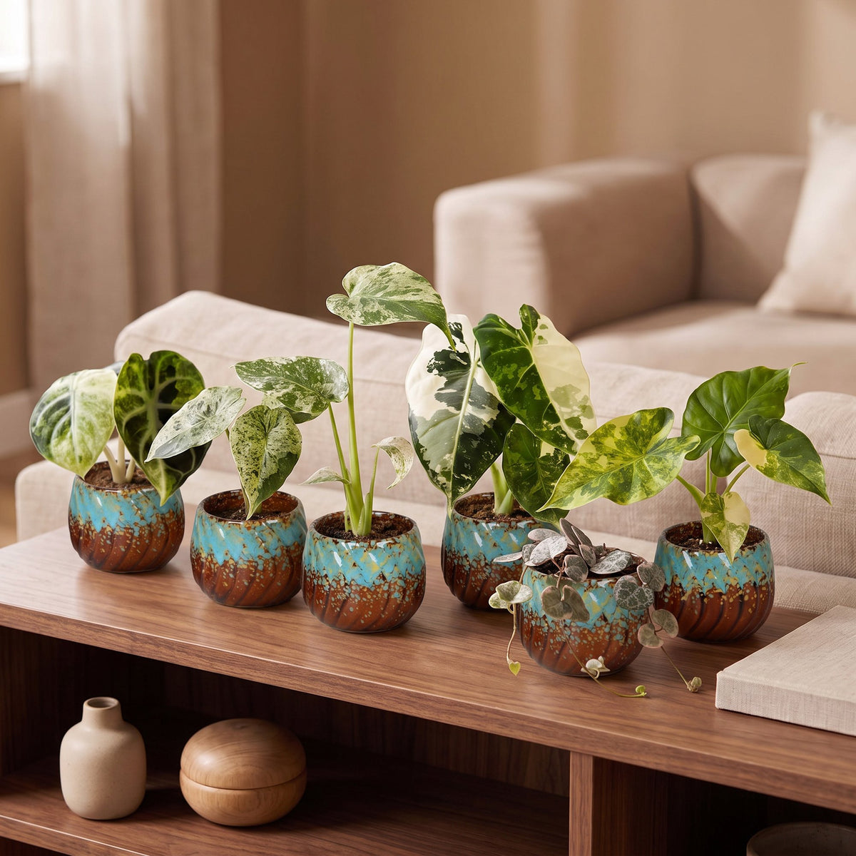 6x Baby Variegata Mix - Varie - Tropicale - incl. Copper Reef - Ø6cm - ↕10-15cm