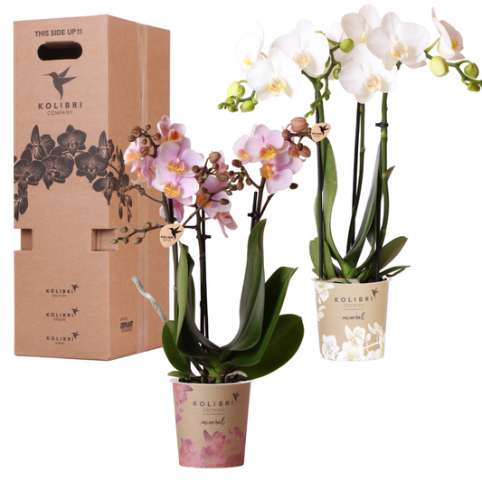 Kolibri Orchids - Mix di scatole a sorpresa - scatola vantaggiosa per le piante - scatola a sorpresa con 2 diverse orchidee Ø9cm - fresche dal coltivatore
