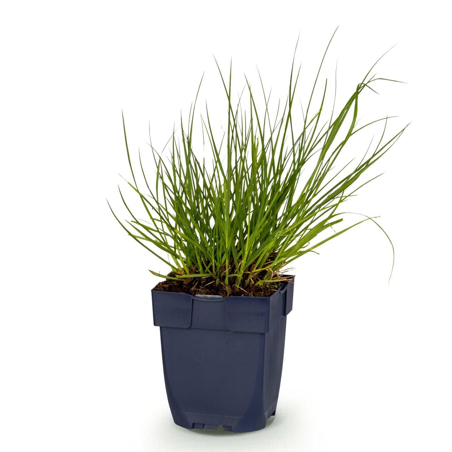 Grassen - Panicum virg. Northwind - Prairiegraan - Met Pluim - Groen - 1 Plant - Pot 11cm - Hoogte 15-25cm