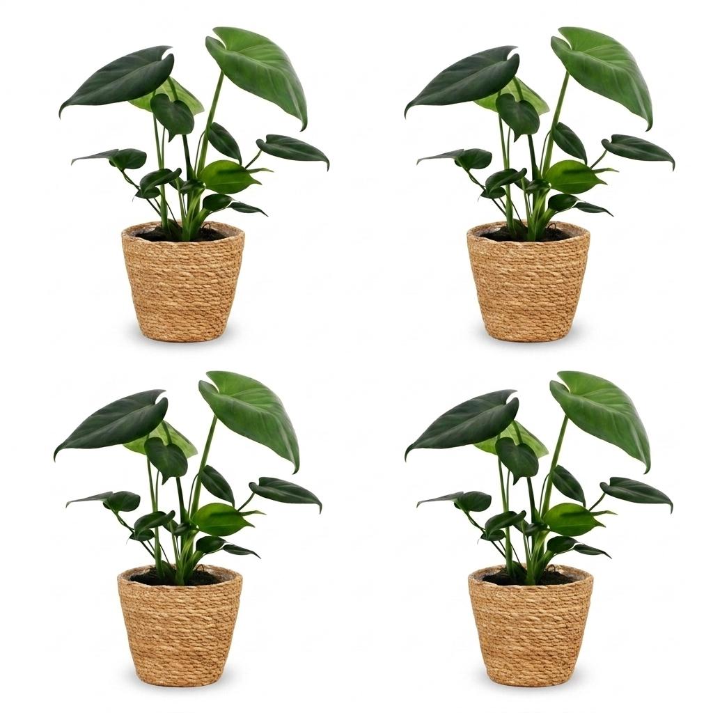 Monstera Deliciosa - Gatenplant - 4 Planten - met Mand - Pot 12cm - Hoogte 30cm
