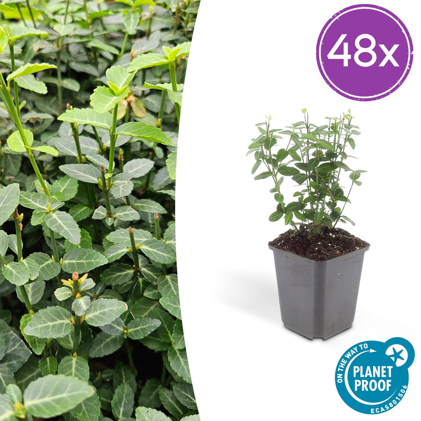 48x Euonymus fortunei radicans - ↕10-25cm - Ø9cm