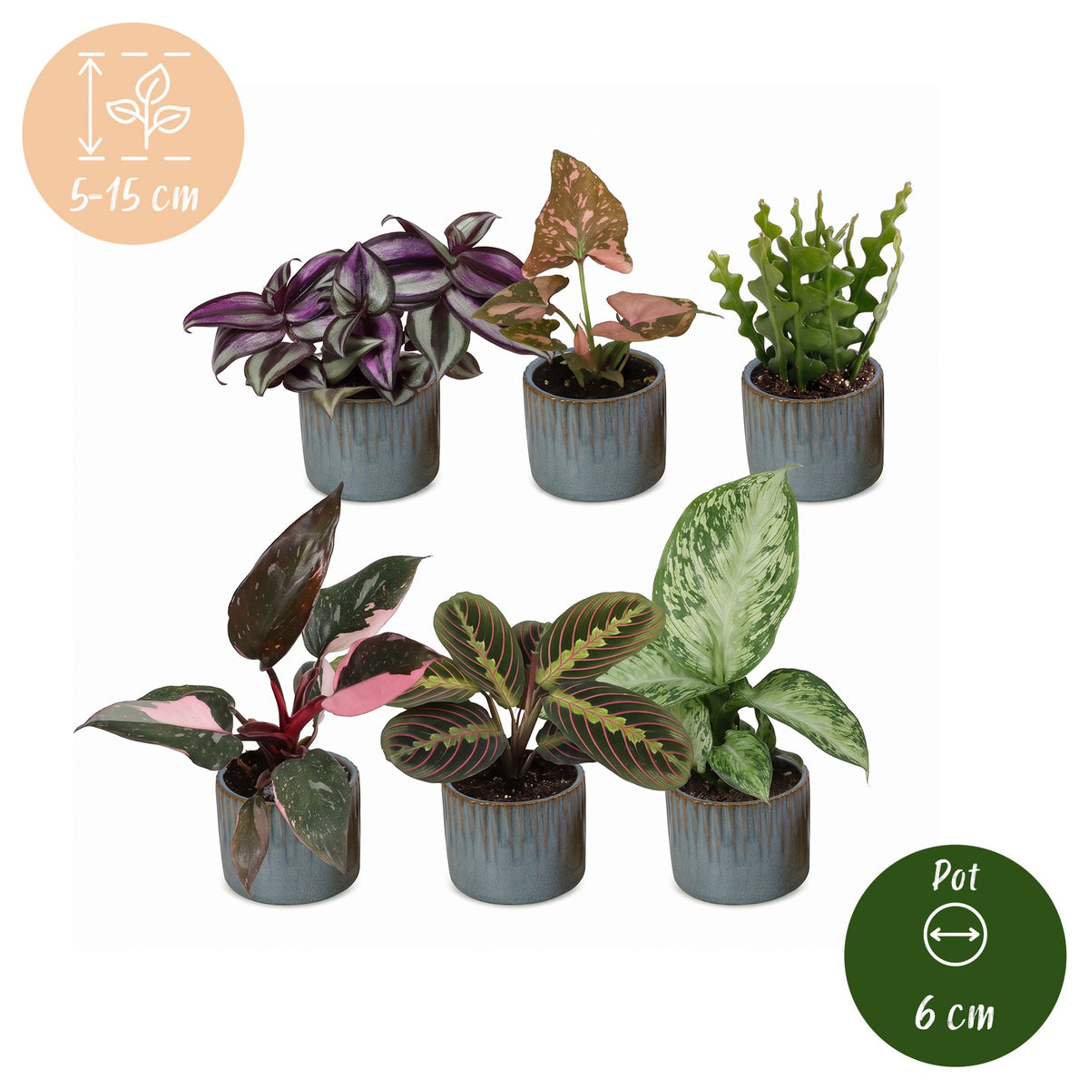 6x Baby Plants Surprise Box - Assorted small plants - Tropical - incl. Linnea Misty Blue - Ø6cm - ↕5-15cm