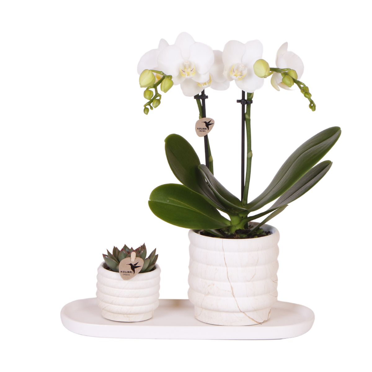 Kolibri Company | Set di piante Slow Living small | Orchidea Phalaenopsis bianca Lausanne e succulenta incl. vasi decorativi in ceramica su vassoio organico bianco