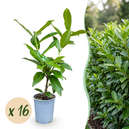 Green boutiQ - 16x Prunus laur. Novita - Cherry Laurel - Hedge Plants - Evergreen - Green - Pot 9cm - Height 25-35cm