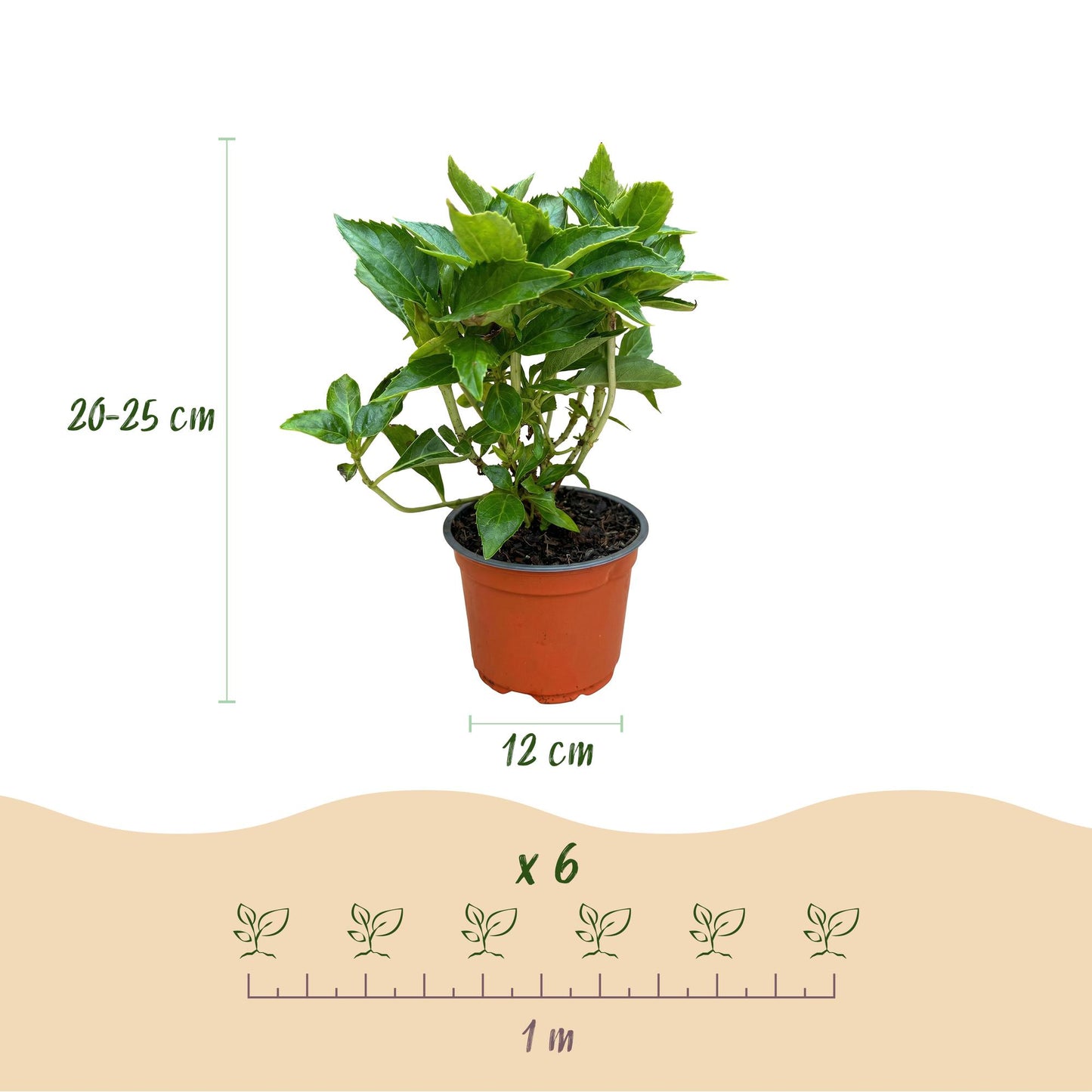 Tuinplant - Hydrangea macrophylla Roze - Hortensia - Winterhard - Roze - 1 Plant - Pot 12cm - Hoogte Hoogte 20-30cm