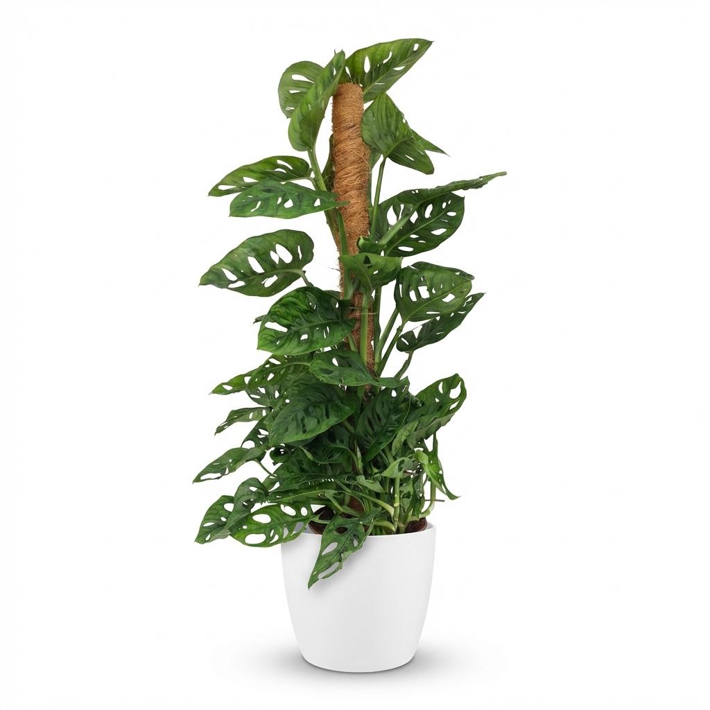 Green boutiQ - Indoor Plant - Monkey Mask - Monstera Adansonii Moss Pole - Green - Low Maintenance - 1 Plant - with White Pot - 19cm Pot - 90cm Height