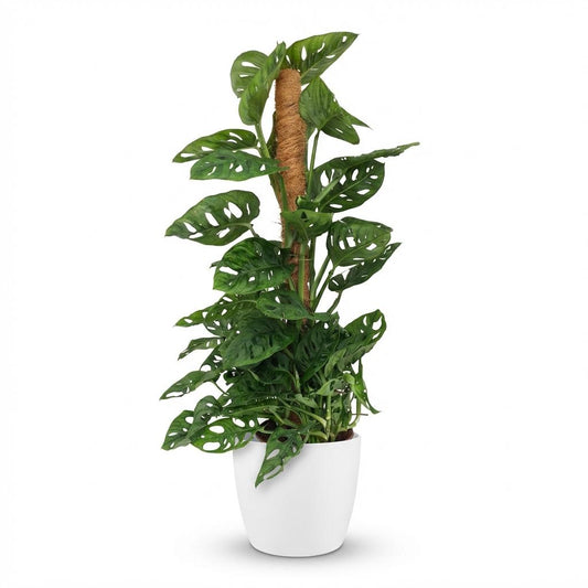 Green boutiQ - Indoor Plant - Monkey Mask - Monstera Adansonii Moss Pole - Green - Low Maintenance - 1 Plant - with White Pot - 19cm Pot - 90cm Height