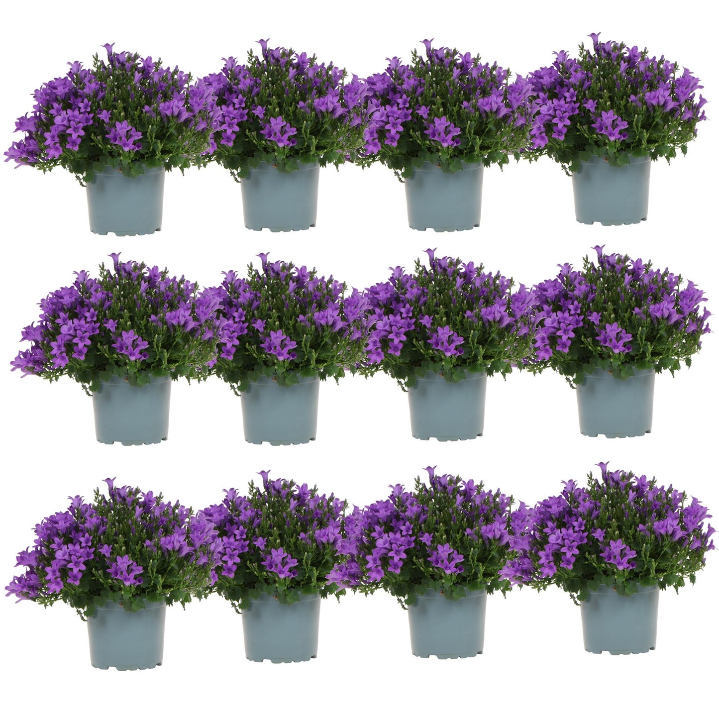 Campanula Addenda - Bellflower purple pot size 12cm - 2m2 ground cover - 12 pieces - Ambella purple - garden plants - winter hardy