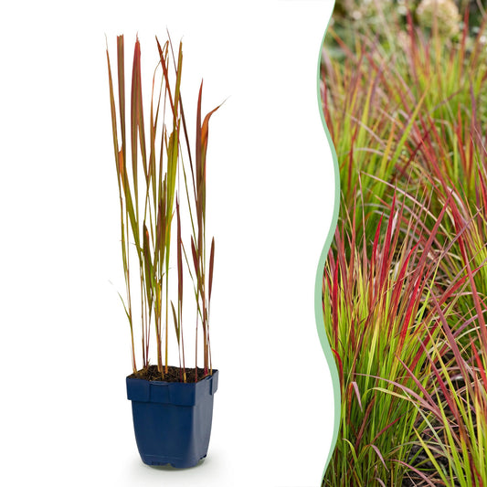 Grasses - Imperata cylindrica Red Baron - Japanese Blood Grass - Red runners - Red - 6 Plants - Pot 11cm - Height 15-25cm